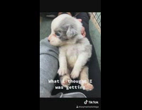 Expectations vs reality Australian shepherd puppy dog 