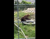 Bear sits at the table at zoo