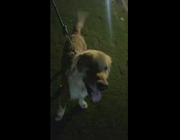 Girl uses finger to pet and scratch dog 