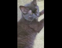 Black cat laying outside pants tongue out 