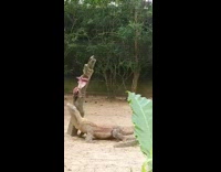 Lizard miss bite meat hang on stick