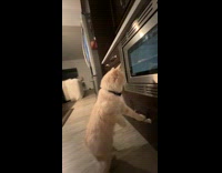 Cat stand and look at oven window