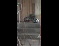 Raccoon possum and cat eating together in front of house