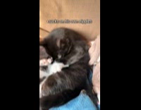 Cat sucks on own nipples 