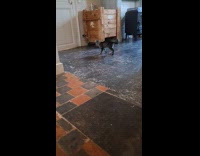Cat play fetch with cap slid on floor part 2