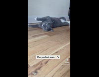 Gray cat rolls over on wood floor