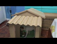 Brown white dog eats in cardboard house 