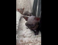 Collab PLC - Pet baby sphynx kittens with forehead wrinkles