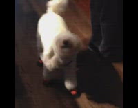 white dog walking funny with snow boots