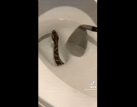 Snake crawls out of toilet drain hole