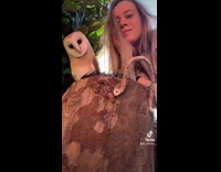 Owl dances to song tilts head