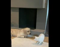 Golden retriever dog watches white cat 