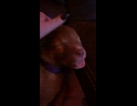 Sleepy brown puppy head falls slowly