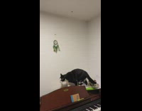 Cat hunt ceiling fly fall behind piano