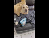 Dog wears grey sweatpants and sweater couch 