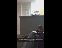 Collab BitchMP - White dog dinner table blind deaf diaper