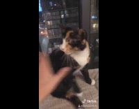 If youre happy slap brown cat 