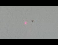 Spider on wall follow red laser dot