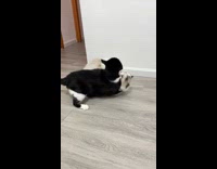 Collab PLC - White Black Cats Grab One Another as they Fight