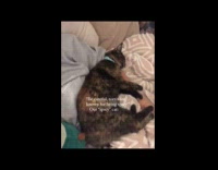 [Video Not working] Collab PLC - Compilation of woman cuddle with pet cat