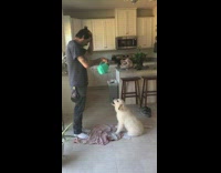 Puppy dog drinks water from watering can 