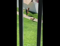 Collab IITW - Black shirt yellow shoes girl two dogs