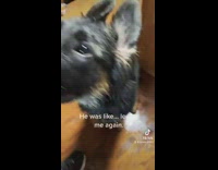 Dog leaves home in trash mess when owner leaves