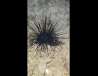 Collab DailyDoseOfInternet - Black spiky sea urchin in  shallow water
