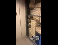 Collab WINY - Raccoon behind fence at Mets game part 1