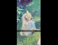 Collab BitchMP - Dog falls down grass chasing red ball