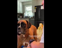 Dog crying actual tears when not given bananas