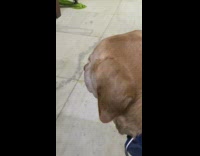 Unamused dog with another dog playing with trash can