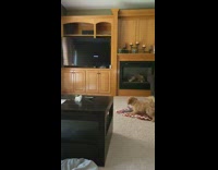 Pet dog watches and barks at idle Samsung logo on tv