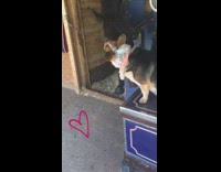 dog licking black horse