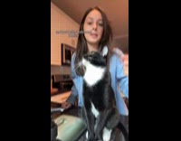 Cat stares at camera 
