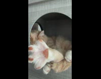 Cat Waggles Tail then Stretch Paws and Feet