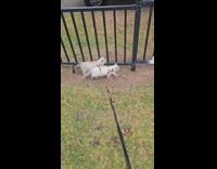 Guy walk two cats on leash park