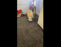 Dog gets face stuck in yogurt bucket