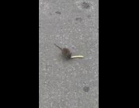 Mouse eats string cheese