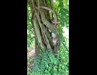 Dog with vest try to climb tree