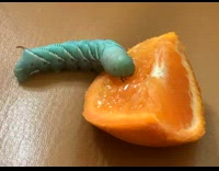 Blue hornworm eat from slice of orange