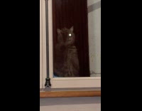 Cat eyes glow wipe on window glass