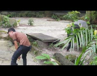 Malayan Tapir fed by caretaker at zoo
