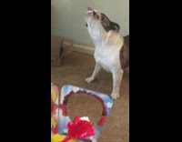 Pet dog eats and licks whipped cream on its face