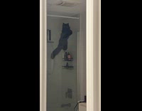 Black cat hang over glass in bathroom