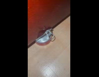 Kitten Pulls Cat Food in Can Under Bed