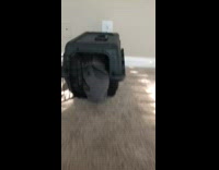 Puppy get out grey blanket inside kennel