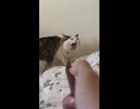 Cat gags when guy flick comb bristles