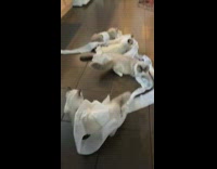 Four kitten cats play with toilet paper 