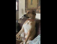 Collab Pets For All - Brown dog sits couch watches football television